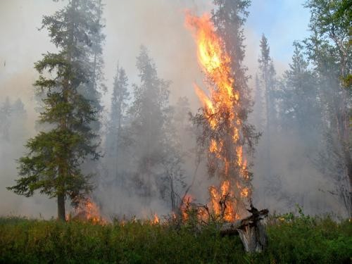 На территории Мурманской области ожидается V класс пожарной опасности